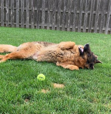 16 Pets Mastering the Art of Rolling: Delightful Moments