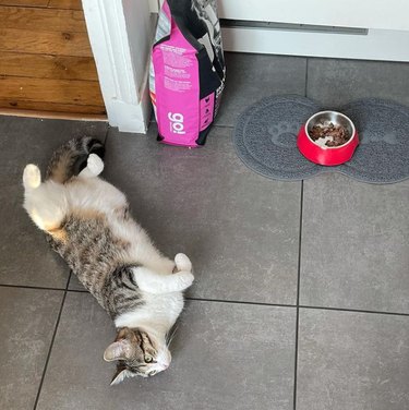 16 Pets Mastering the Art of Rolling: Delightful Moments