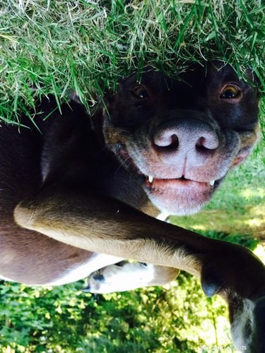 16 Pets Mastering the Art of Rolling: Delightful Moments