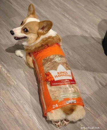 16 Pets Mastering the Art of Rolling: Delightful Moments