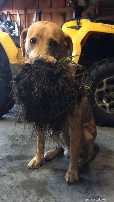 20 Dogs Who Delivered the Perfect Holiday Gifts