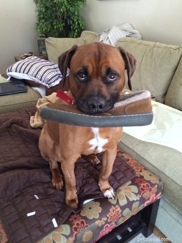 20 Dogs Who Delivered the Perfect Holiday Gifts