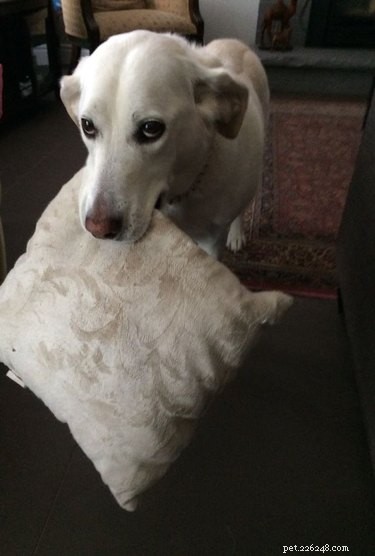 20 Dogs Who Delivered the Perfect Holiday Gifts