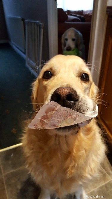 20 Dogs Who Delivered the Perfect Holiday Gifts