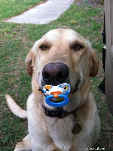 20 Dogs Who Delivered the Perfect Holiday Gifts