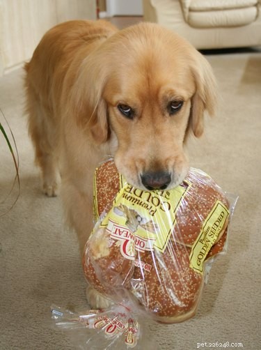 20 Dogs Who Delivered the Perfect Holiday Gifts