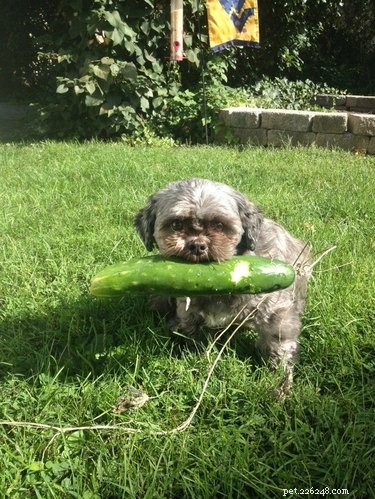 20 Dogs Who Delivered the Perfect Holiday Gifts