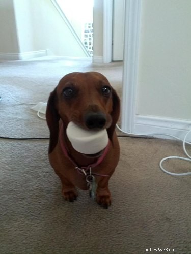 20 Dogs Who Delivered the Perfect Holiday Gifts