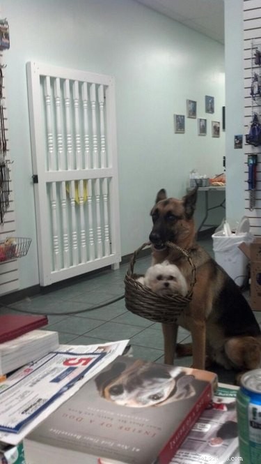 20 Dogs Who Delivered the Perfect Holiday Gifts