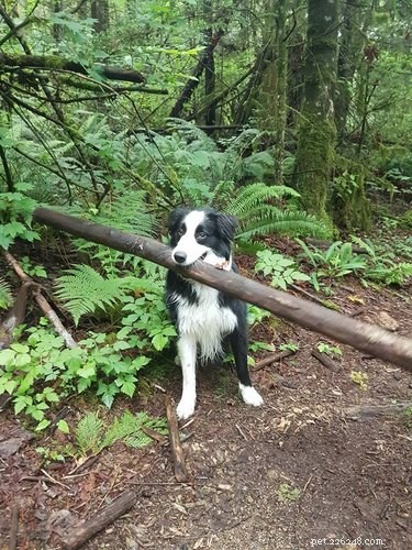 20 Dogs Who Delivered the Perfect Holiday Gifts