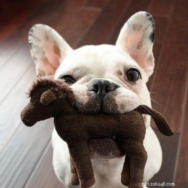 20 Dogs Who Delivered the Perfect Holiday Gifts