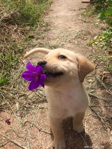 20 Dogs Who Delivered the Perfect Holiday Gifts