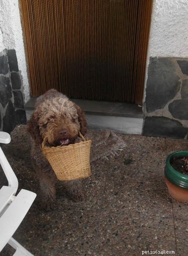20 Dogs Who Delivered the Perfect Holiday Gifts