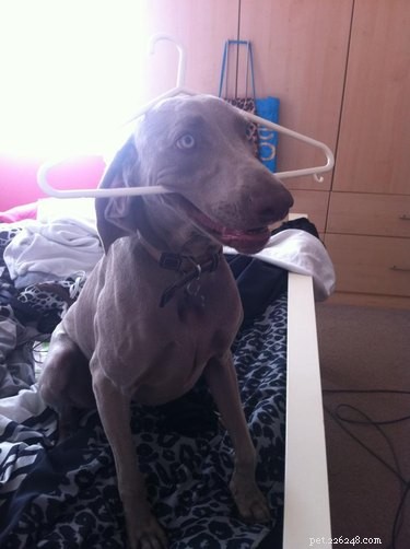 20 Dogs Who Delivered the Perfect Holiday Gifts