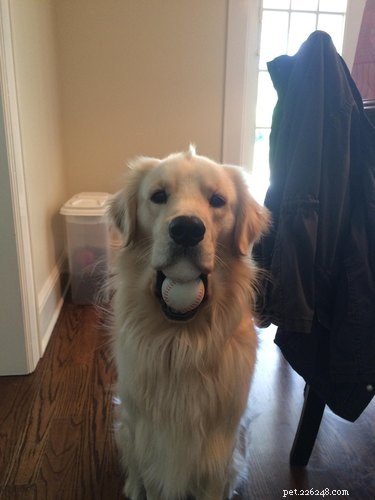 20 Dogs Who Delivered the Perfect Holiday Gifts