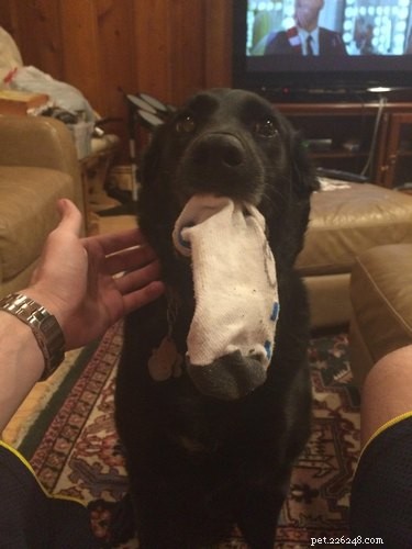 20 Dogs Who Delivered the Perfect Holiday Gifts
