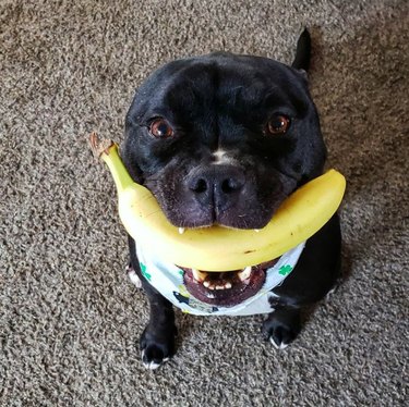20 Dogs Who Delivered the Perfect Holiday Gifts