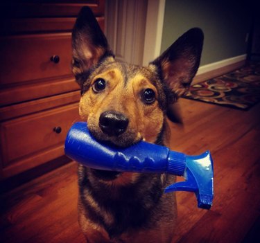 20 Dogs Who Delivered the Perfect Holiday Gifts