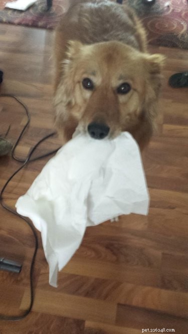 20 Dogs Who Delivered the Perfect Holiday Gifts