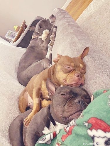 Adorable Sleeping Dog Photos: Share Your Pups’ Sweet Dreams