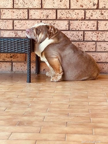 Adorable Sleeping Dog Photos: Share Your Pups’ Sweet Dreams
