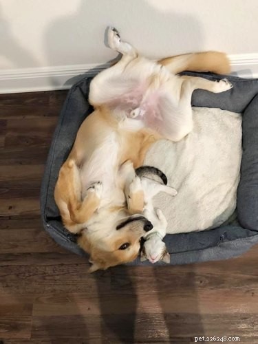 Adorable Sleeping Dog Photos: Share Your Pups’ Sweet Dreams