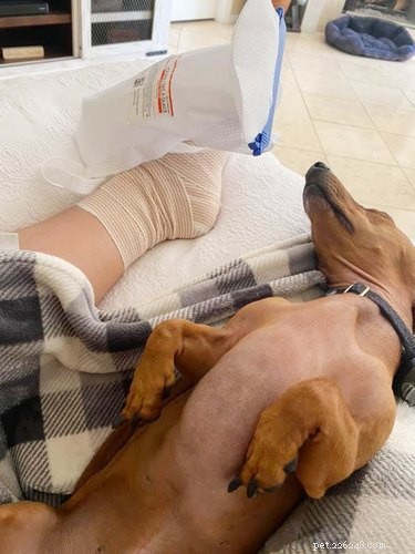 Adorable Sleeping Dog Photos: Share Your Pups’ Sweet Dreams