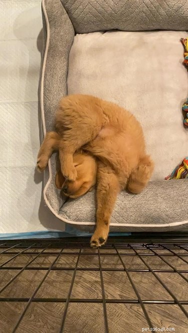Adorable Sleeping Dog Photos: Share Your Pups’ Sweet Dreams