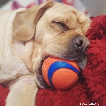 Adorable Sleeping Dog Photos: Share Your Pups’ Sweet Dreams