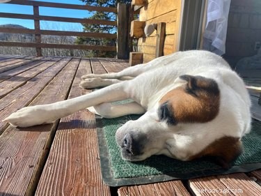 Adorable Sleeping Dog Photos: Share Your Pups’ Sweet Dreams