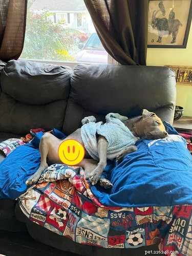 Adorable Sleeping Dog Photos: Share Your Pups’ Sweet Dreams