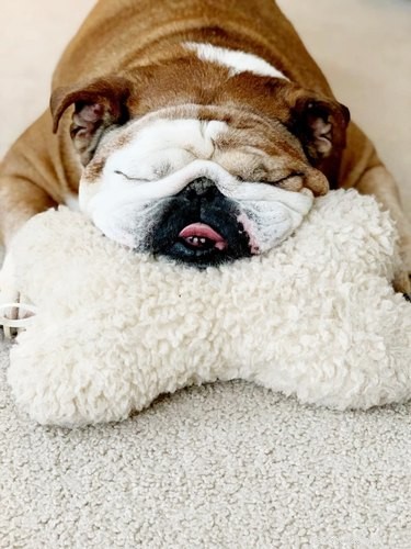 Adorable Sleeping Dog Photos: Share Your Pups’ Sweet Dreams