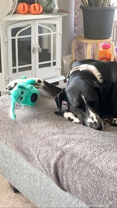 Adorable Sleeping Dog Photos: Share Your Pups’ Sweet Dreams