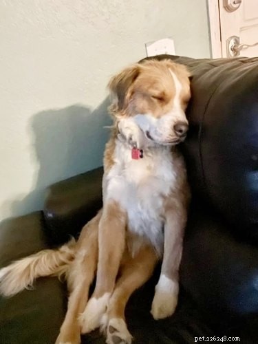 Adorable Sleeping Dog Photos: Share Your Pups’ Sweet Dreams