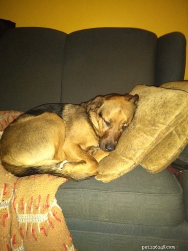 Adorable Sleeping Dog Photos: Share Your Pups’ Sweet Dreams
