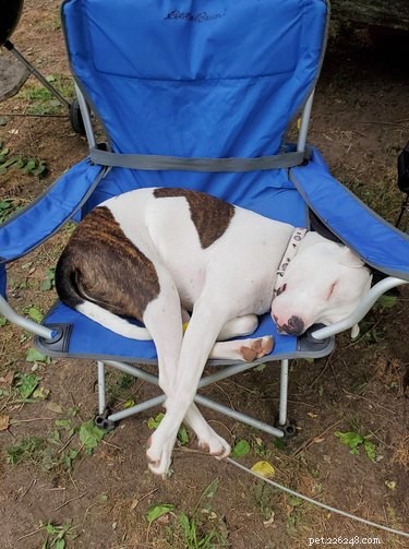Adorable Sleeping Dog Photos: Share Your Pups’ Sweet Dreams