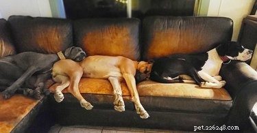 Adorable Sleeping Dog Photos: Share Your Pups’ Sweet Dreams