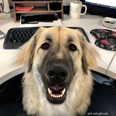 18 Inspiring Dogs Performing Essential Jobs