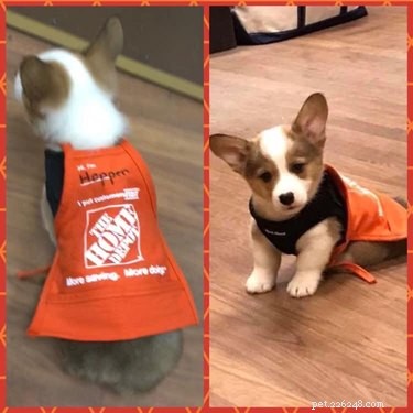 18 Inspiring Dogs Performing Essential Jobs