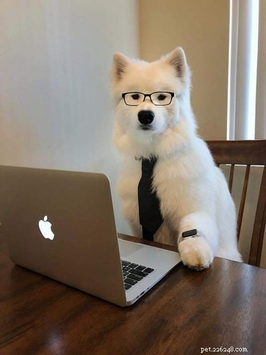 18 Inspiring Dogs Performing Essential Jobs
