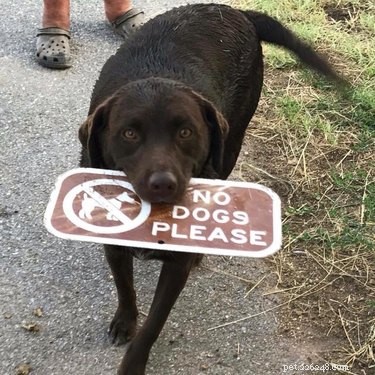 18 Inspiring Dogs Performing Essential Jobs