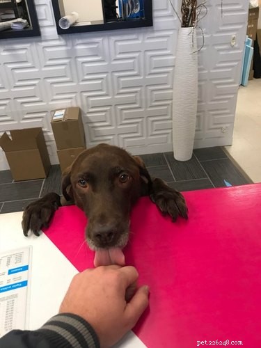 18 Inspiring Dogs Performing Essential Jobs