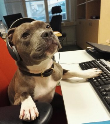18 Inspiring Dogs Performing Essential Jobs