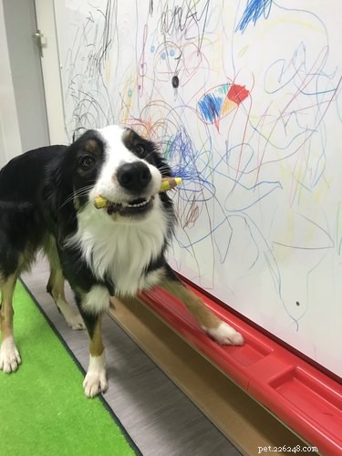 18 Inspiring Dogs Performing Essential Jobs