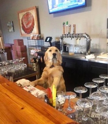 18 Inspiring Dogs Performing Essential Jobs