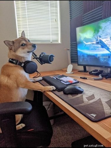 18 Inspiring Dogs Performing Essential Jobs
