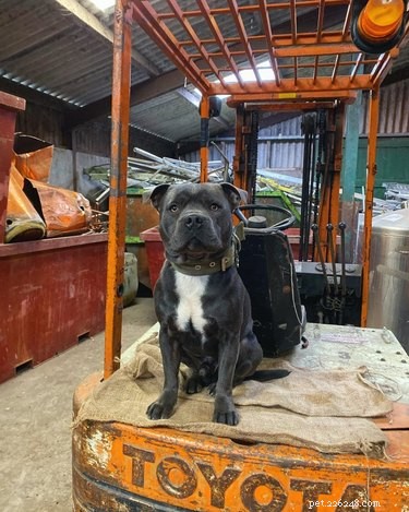 18 Inspiring Dogs Performing Essential Jobs