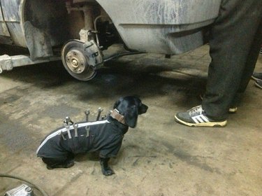 18 Inspiring Dogs Performing Essential Jobs