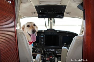 18 Inspiring Dogs Performing Essential Jobs