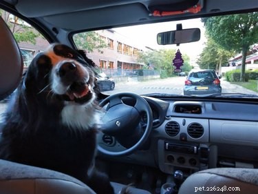 18 Inspiring Dogs Performing Essential Jobs